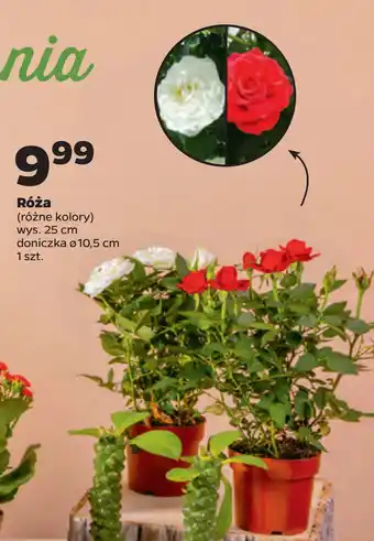 Netto Róża oferta