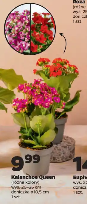 Kalanchoe Queen