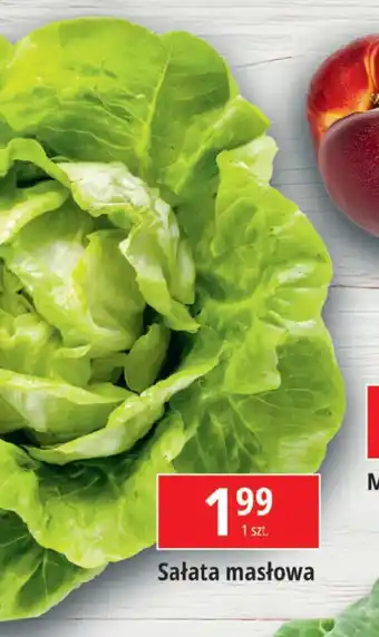 E.Leclerc Sałata masłowa oferta