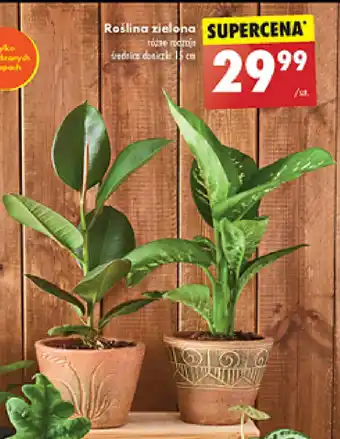Biedronka Roślina zielona oferta