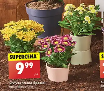 Biedronka Chryzantema Special oferta