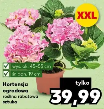 Kaufland Hortensja ogrodowa szt. oferta