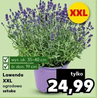 Kaufland Lawenda XXL oferta