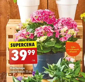 Biedronka Hortensja oferta