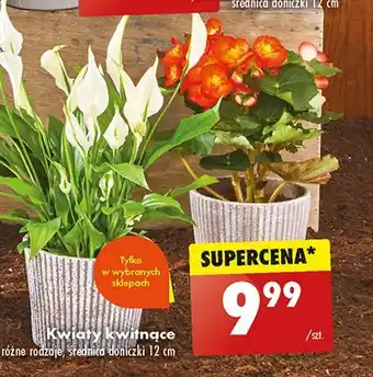 Biedronka Kwiat kwitnący oferta