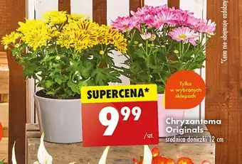 Biedronka Chryzantema oferta