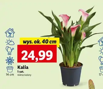 Lidl Kalia oferta