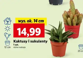 Lidl Kaktus oferta