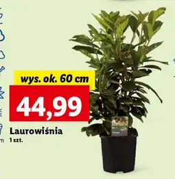 Lidl Laurowiśnia szt. oferta