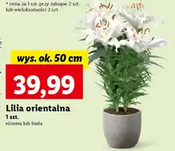Lidl Lilia orientalna 1 szt. oferta