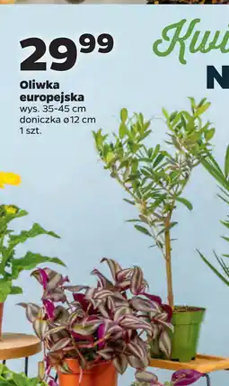 Netto Oliwka europejska oferta
