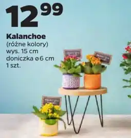 Netto Kalanchoe 15 cm oferta