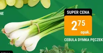 bi1 CEBULA DYMKA PĘCZEK oferta