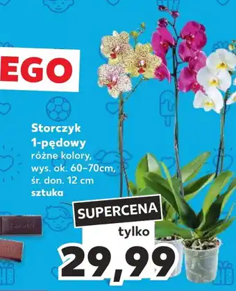 Kaufland Storczyk 1-pędowy oferta