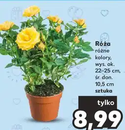 Kaufland Róża oferta