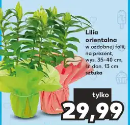 Kaufland Lilia orientalna oferta