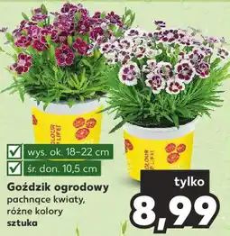 Kaufland Goździk ogrodowy oferta