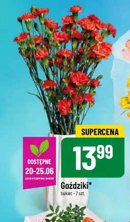 Polomarket Goździki 7 szt. oferta