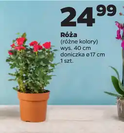 Netto Róża oferta