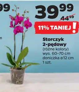 Storczyk 2-pędowy