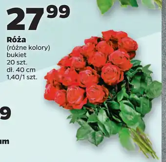 Netto Róża oferta