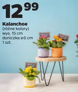 Netto Kalanchoe oferta