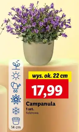 Lidl Campanula Ok oferta