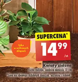 Biedronka Kwiaty zielone oferta