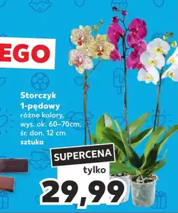 Kaufland Storczyk Ok oferta