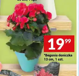 Twój Market Begonia doniczka 13 cm, 1 szt. oferta