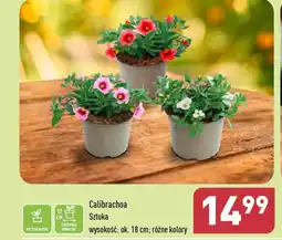 Calibrachoa wys. ok. 18 cm