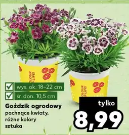 Kaufland Goździk ogrodowy oferta