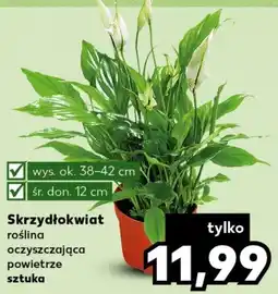 Skrzydłokwiat