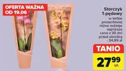 Carrefour Storczyk 1-pędowy oferta