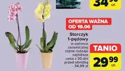 Carrefour Storczyk 1-pędowy oferta