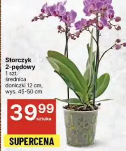 Delikatesy Centrum Storczyk oferta