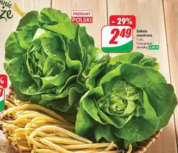 Dino Sałata masłowa oferta
