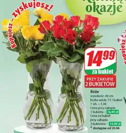 Dino Róże oferta