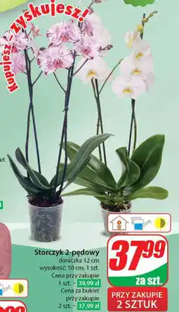 Dino Storczyk 2-pędowy oferta
