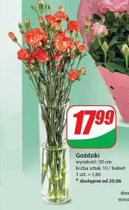 Dino Goździki oferta