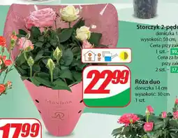 Róża duo