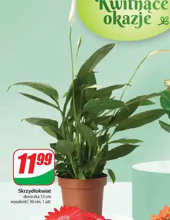 Dino Skrzydłokwiat oferta