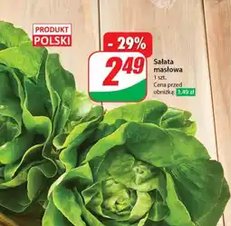 Dino Sałata masłowa oferta