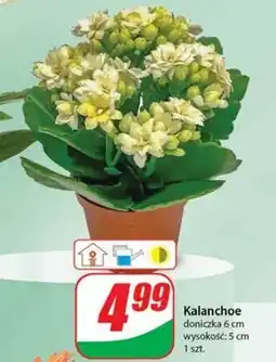 Dino Kalanchoe oferta