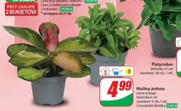 Dino Roślina zielona oferta