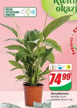 Dino Skrzydłokwiat oferta