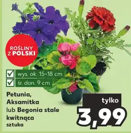 Kaufland Petunia Aksamitka lub Begonia stale kwitnąca oferta