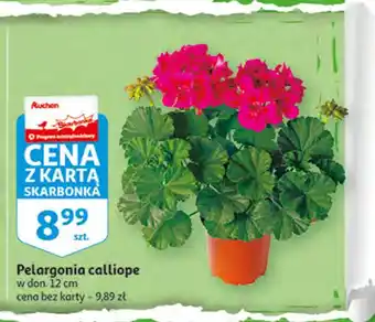 Auchan Pelargonia calliope 12 cm 1 SZT oferta