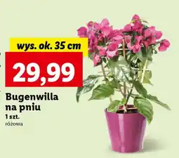 Lidl Bugenwilla na pniu oferta