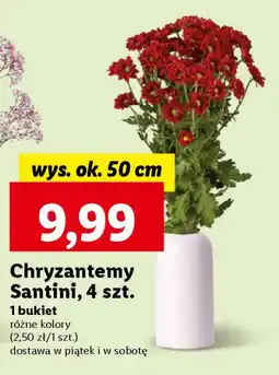 Lidl Chryzantemy Santini, 4 szt. oferta